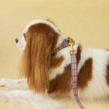 Gentle Collar Dual (Edinburgh Check) Preorder