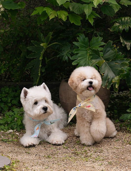 Snooze Cool Scarf (2 colors)