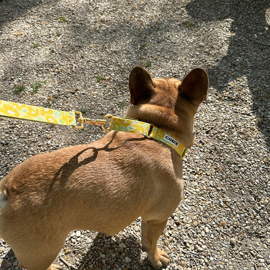 Martingale Collar Buckle (Big Fish Yellow)
