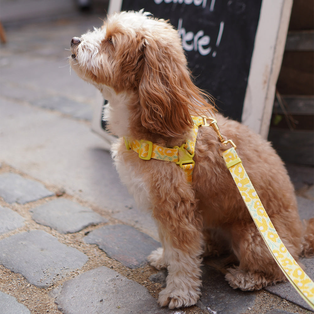 No-Pull Harness (Big Fish Yellow)