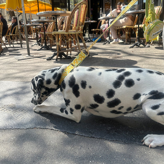 Smooth Martingale Collar 38mm (Big Fish Yellow)