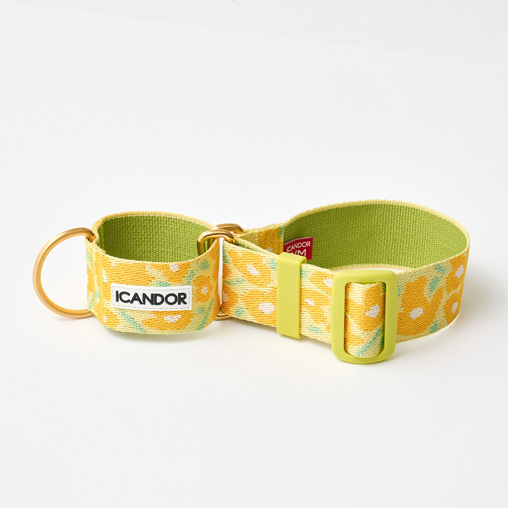Smooth Martingale Collar 38mm (Big Fish Yellow)