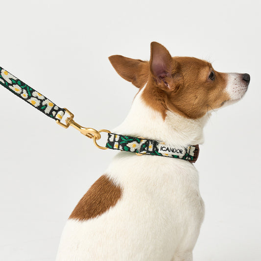 Martingale Collar Buckle (Big Fish)