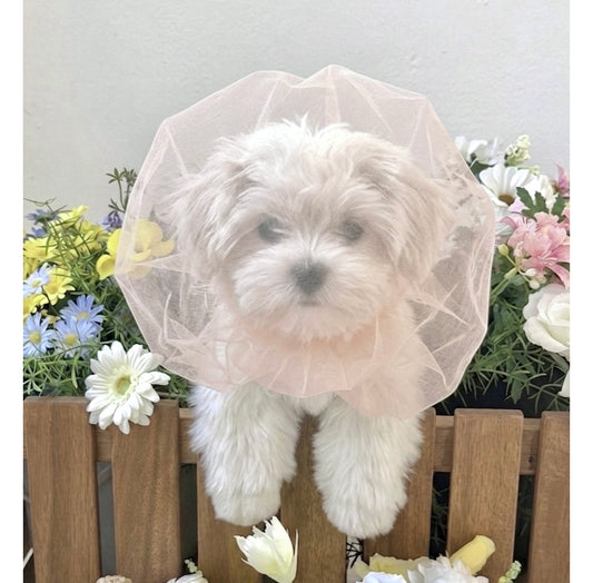 Face Mesh Cover (3 Sizes)