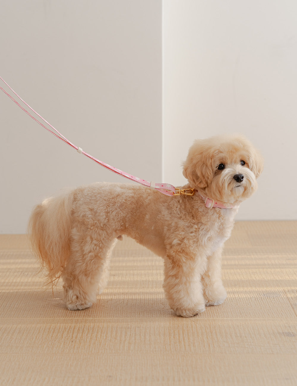 Stella Star Pop Dot Collar (2 colors)