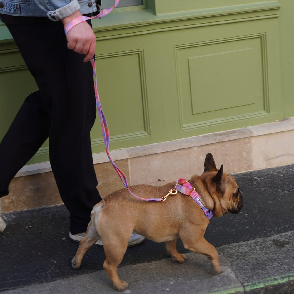Martingale Collar Buckle (Milky Way)