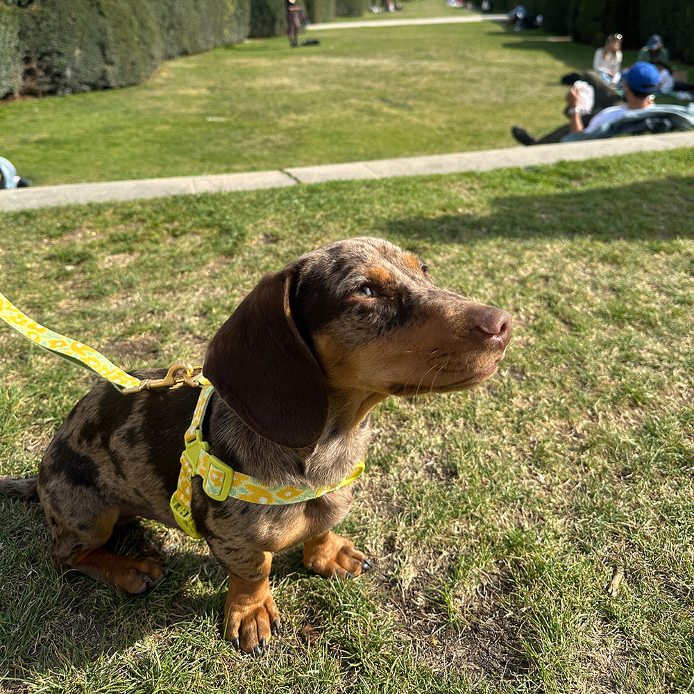 No-Pull Harness (Big Fish Yellow)