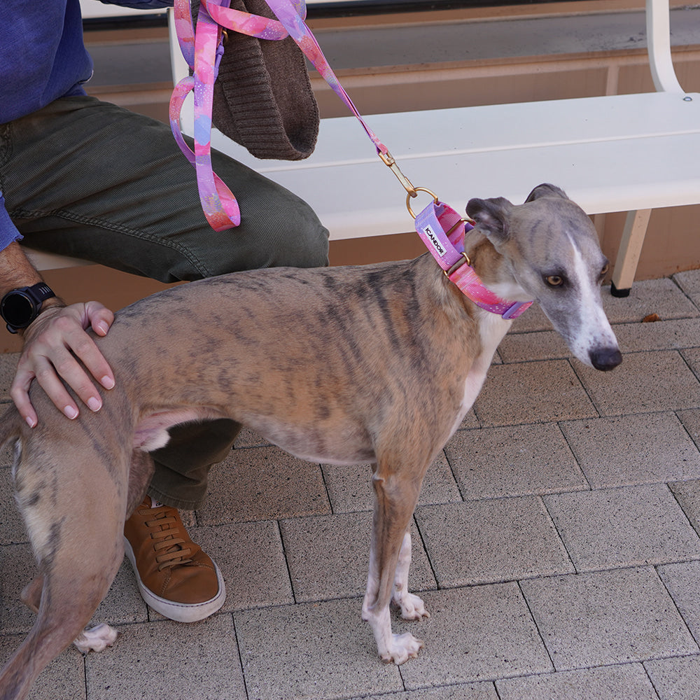 Smooth Martingale Collar 38mm (Milky Way)