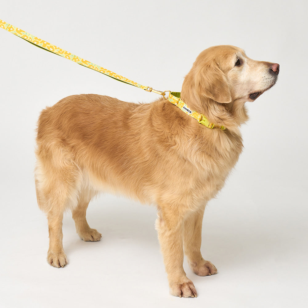 Martingale Collar Buckle (Big Fish Yellow)