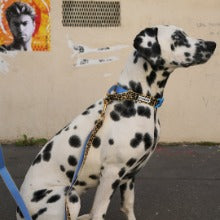 Martingale Collar Buckle (Leopard)