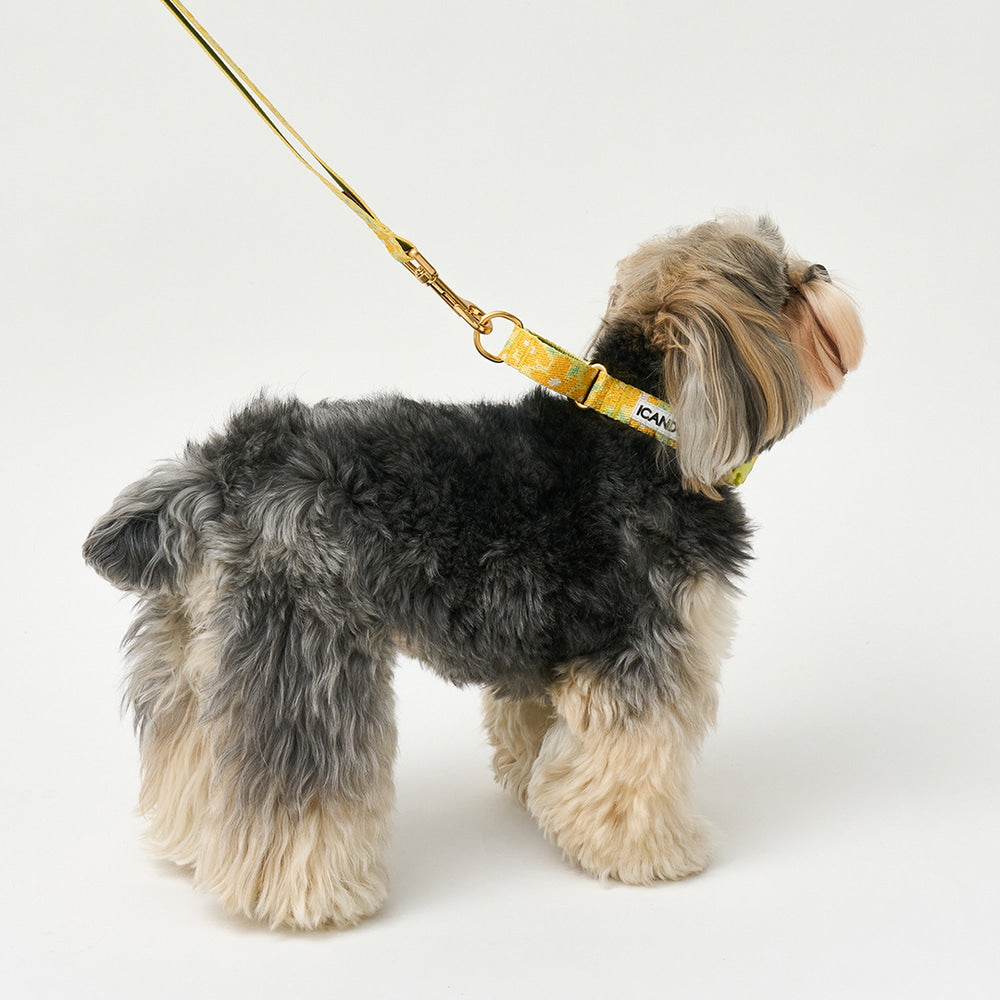 Martingale Collar Buckle (Big Fish Yellow)