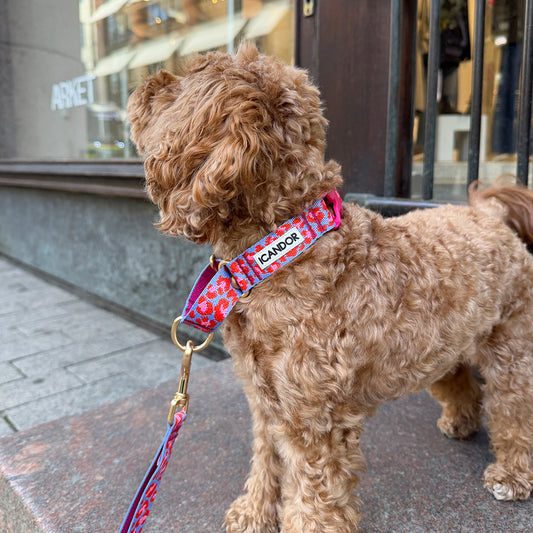 Martingale Collar Buckle (Leopard Lavender Blue)