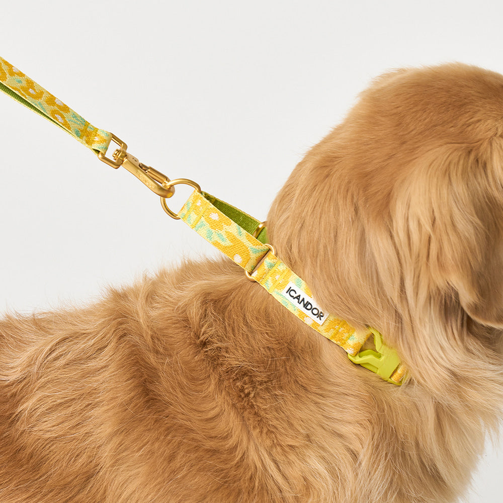 Martingale Collar Buckle (Big Fish Yellow)