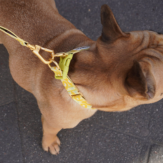 Gentle Collar Dual (Big Fish Yellow)
