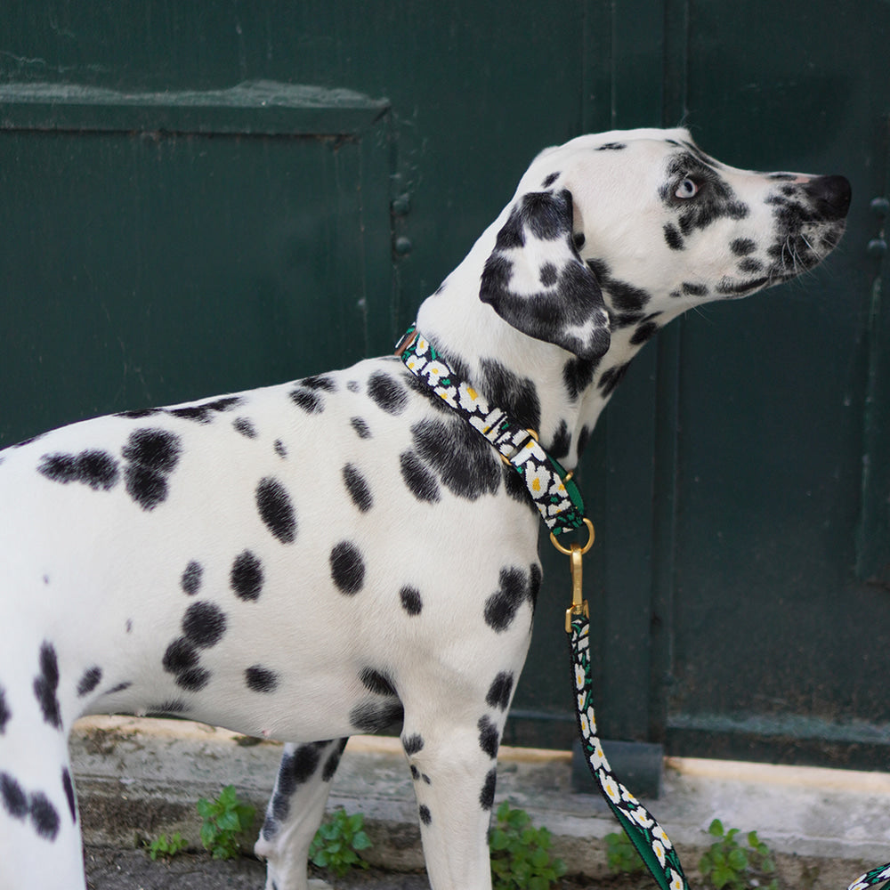 Martingale Collar Buckle (Big Fish)