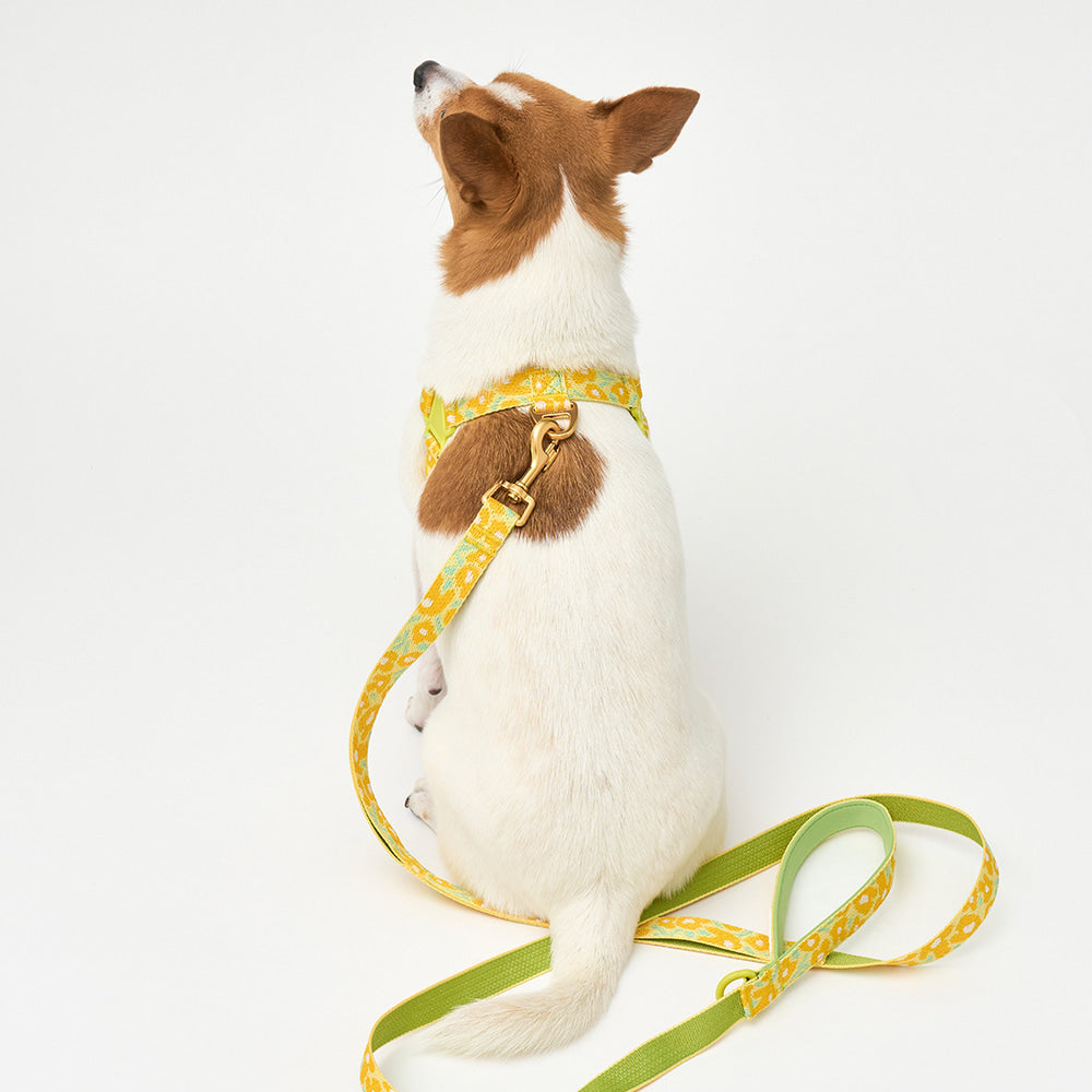 No-Pull Harness (Big Fish Yellow)