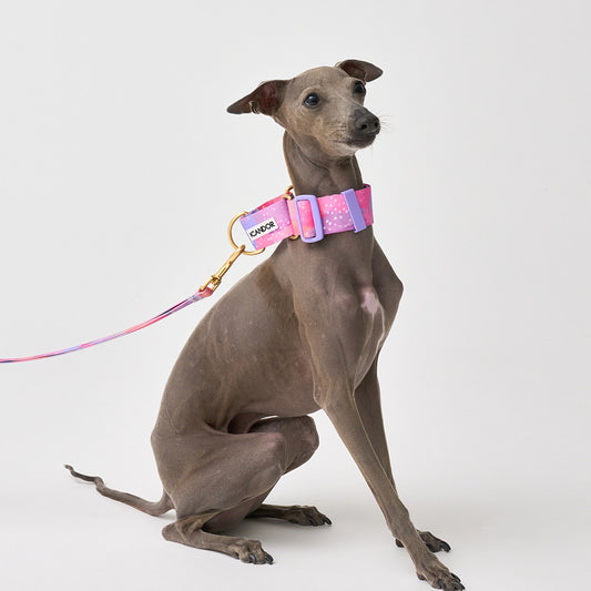 Smooth Martingale Collar 38mm (Milky Way)