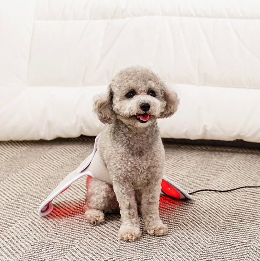 Cirius Pet Warm Cape (Small dogs)