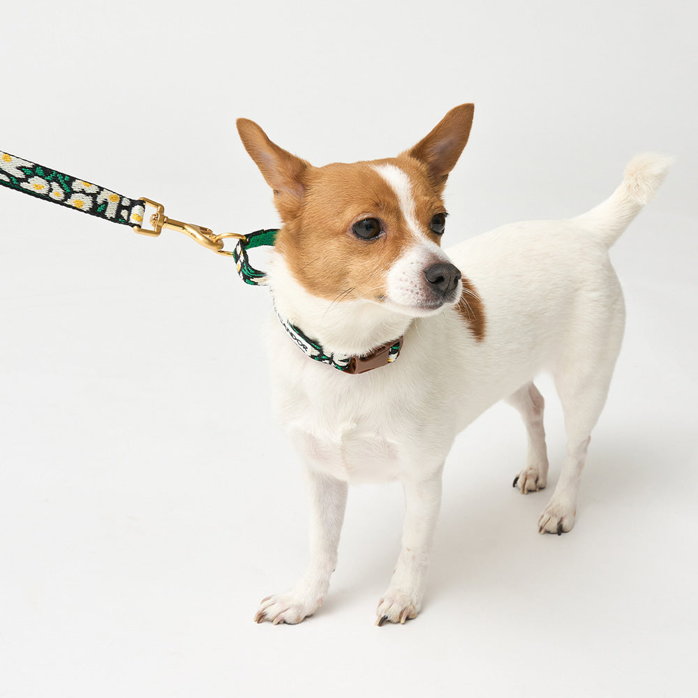 Martingale Collar Buckle (Big Fish)