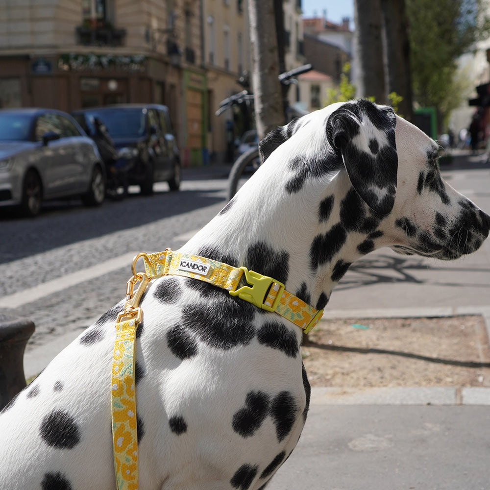 Martingale Collar Buckle (Big Fish Yellow)