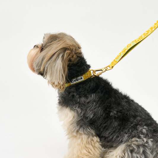 Gentle Collar XS 15mm (Big Fish Yellow)