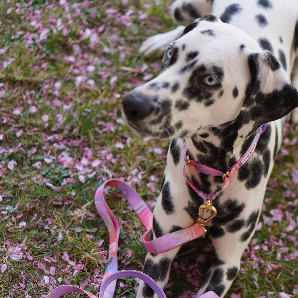 Martingale Collar Buckle (Milky Way)