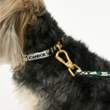 Gentle Collar XS 15mm (Big Fish)