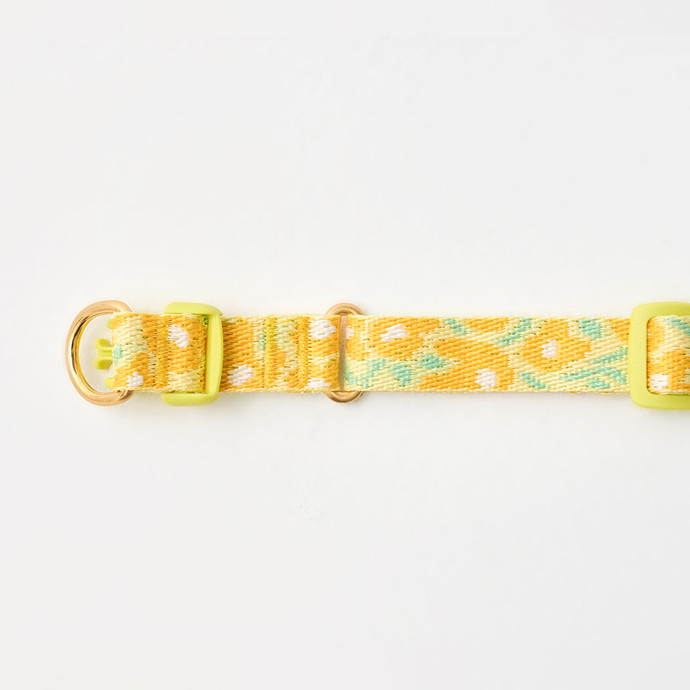 Gentle Collar Dual (Big Fish Yellow)