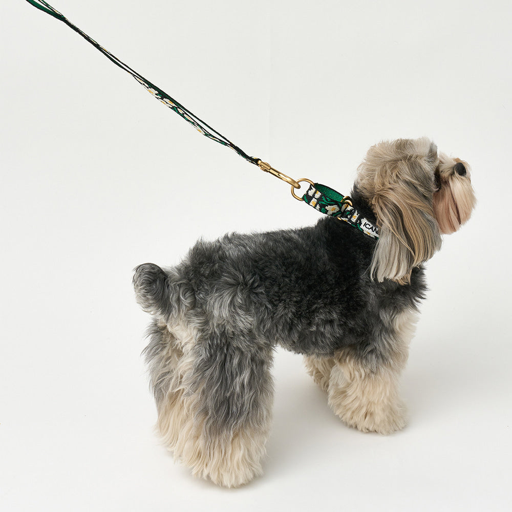 Martingale Collar Buckle (Big Fish)