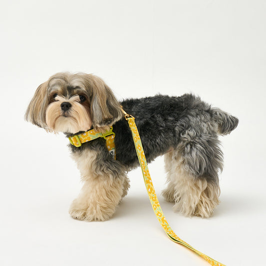 No-Pull Harness (Big Fish Yellow)