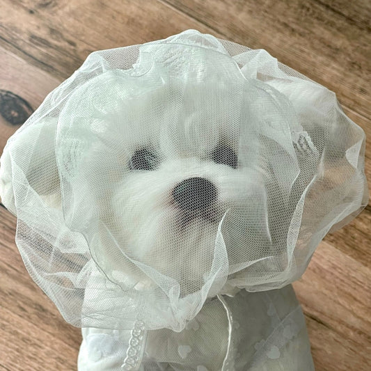 Face Mesh Cover (3 Sizes)