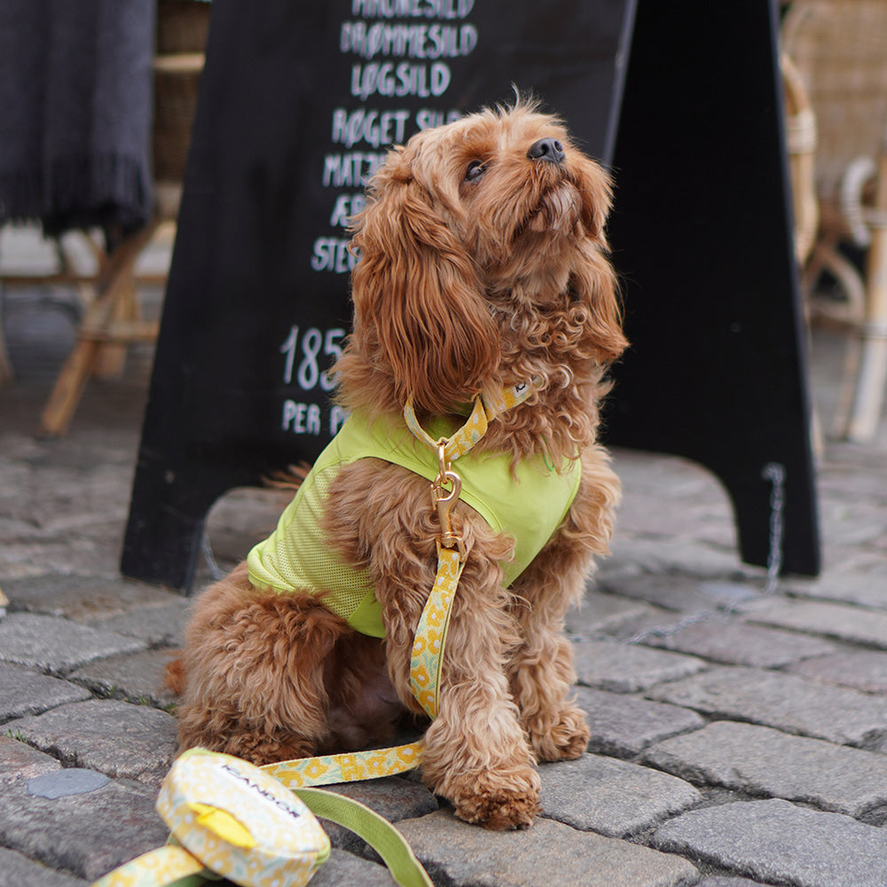 Martingale Collar Buckle (Big Fish Yellow)