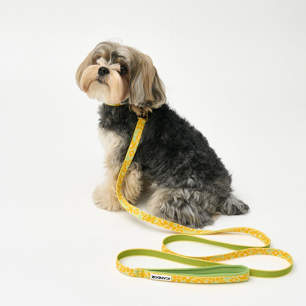 Gentle Collar XS 15mm (Big Fish Yellow)