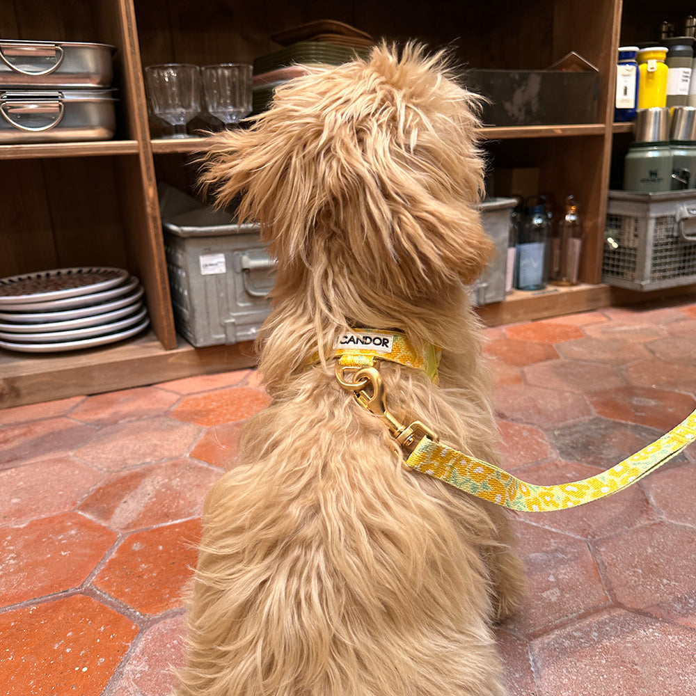 No-Pull Harness (Big Fish Yellow)
