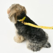 Gentle Collar XS 15mm (Big Fish Yellow)