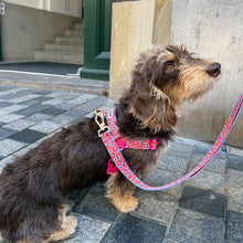 No-Pull Harness (Leopard Lavender Blue)