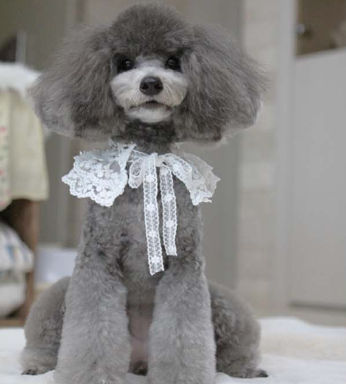 Floral Lace Cape Bandana