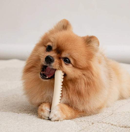 Buddy Bone Nylon Toy