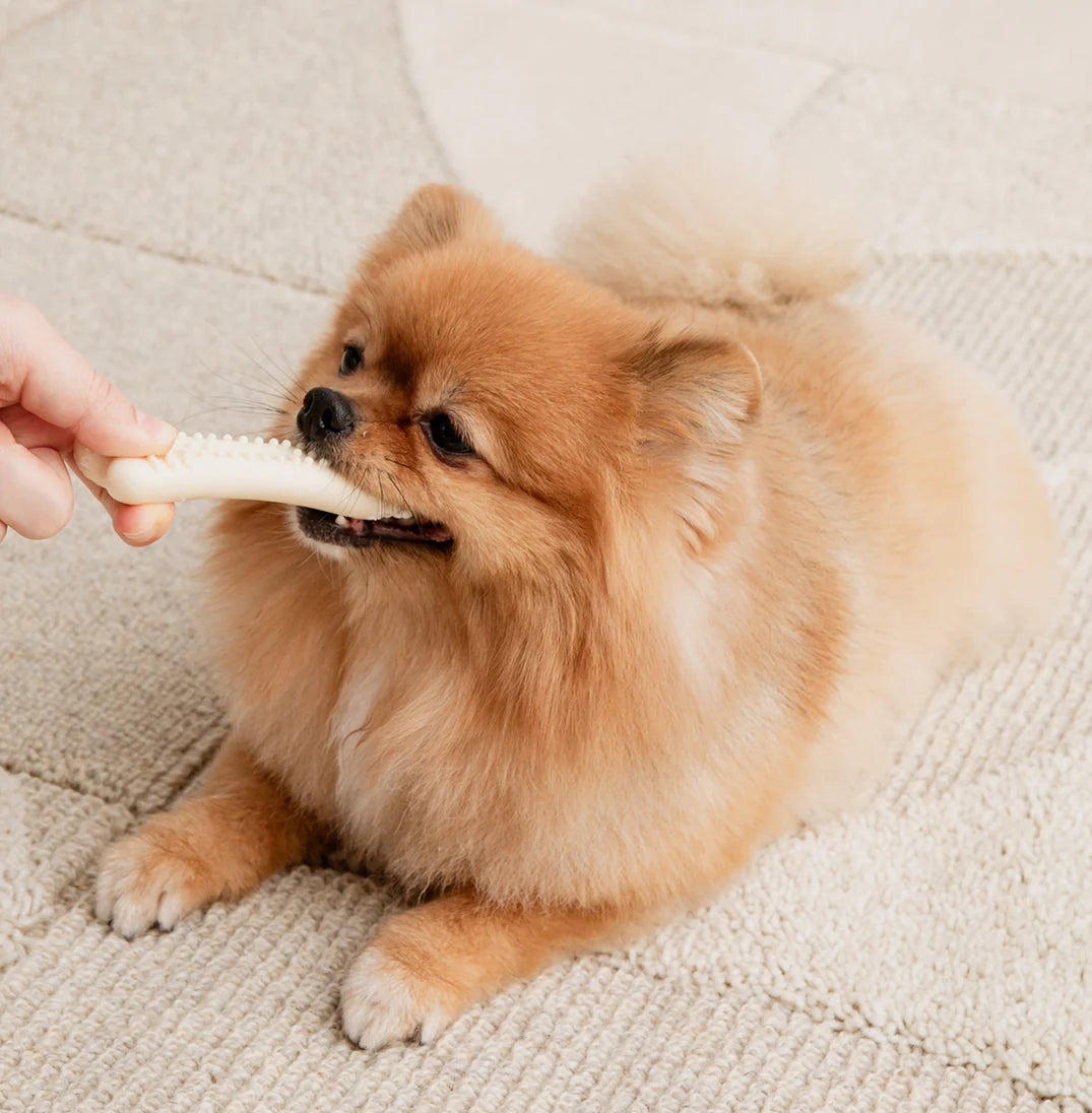 Buddy Bone Nylon Toy