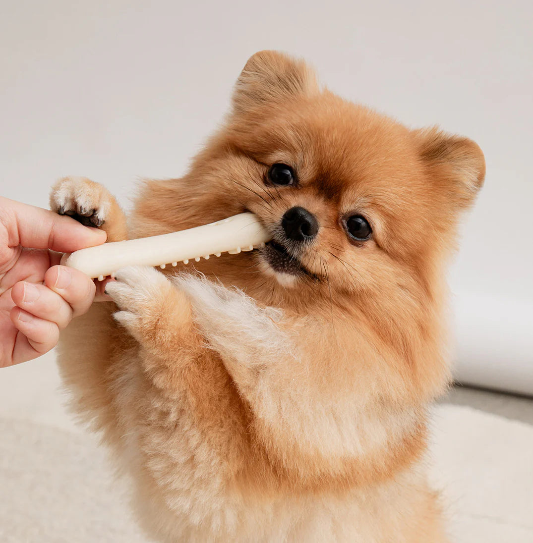 Buddy Bone Nylon Toy