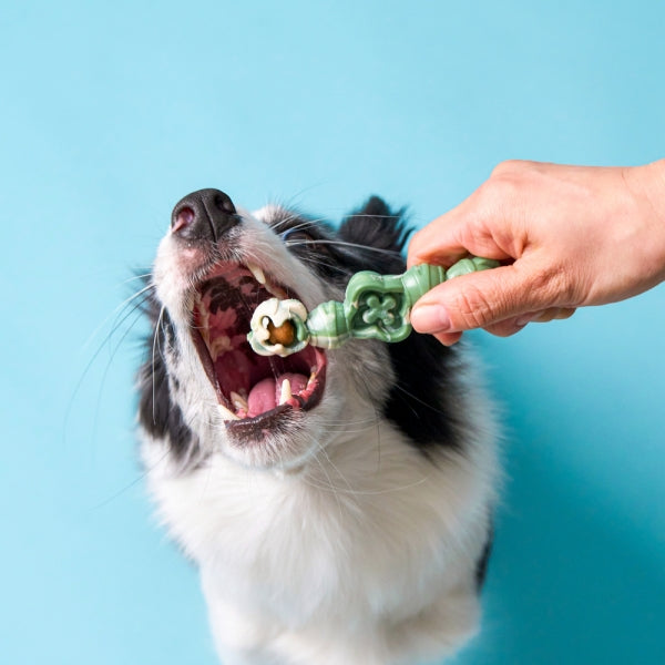Larva Dental Chew Red & Green Fruits & Duck