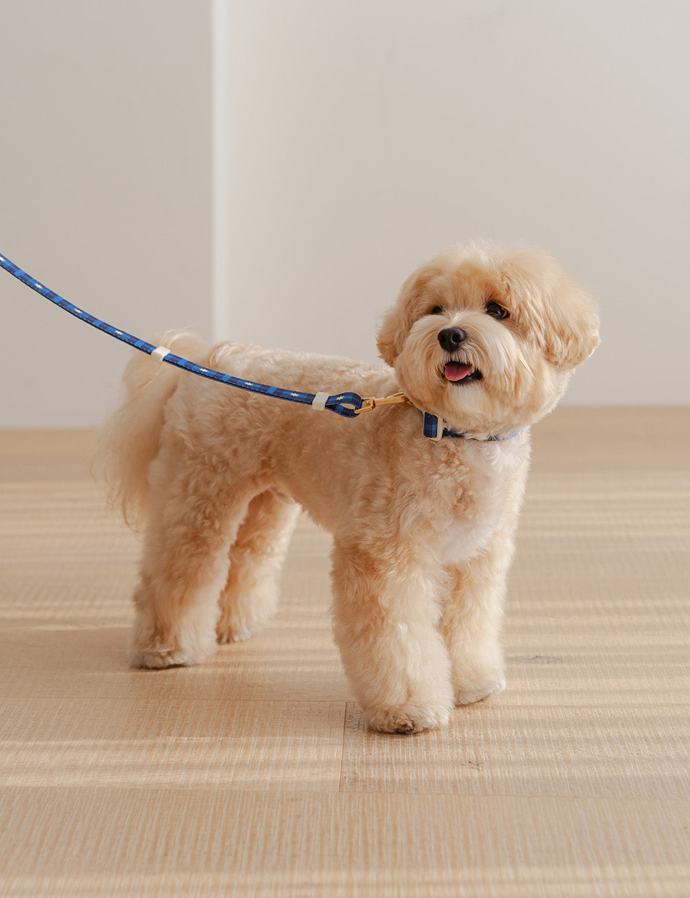 Stella Check Collar (2 colors)