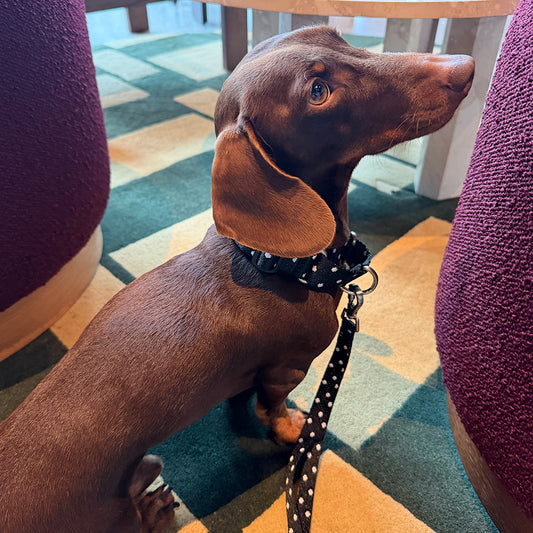 Martingale Collar Buckle (Polka Dot)