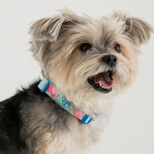 Pokori Friends Adventure Collar (3 colors)