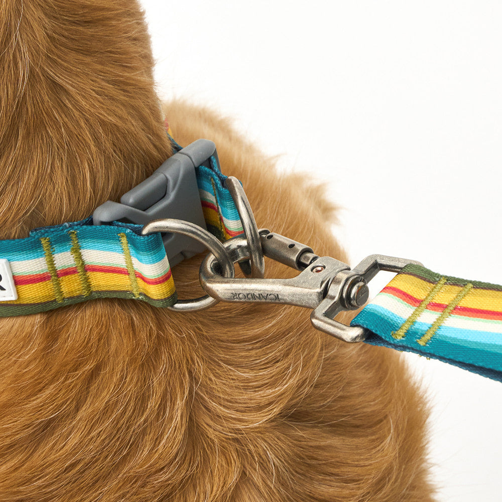 Gentle Collar Dual (Ripple)