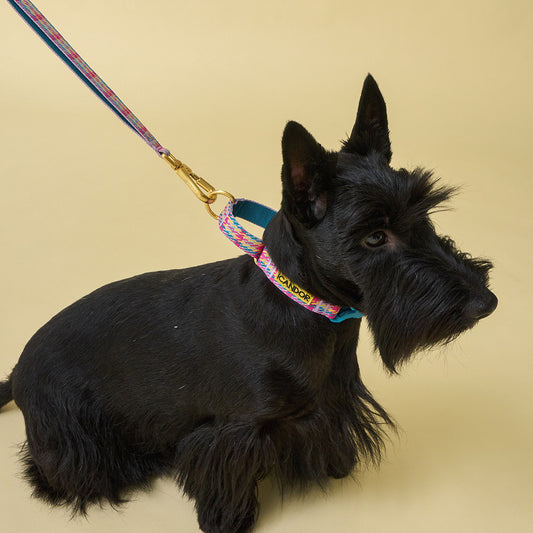 Martingale Collar Buckle (Edinburgh Check) Preorder