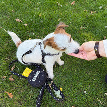 No-Pull Harness (Polka Dot)
