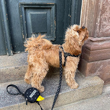 No-Pull Harness (Polka Dot)