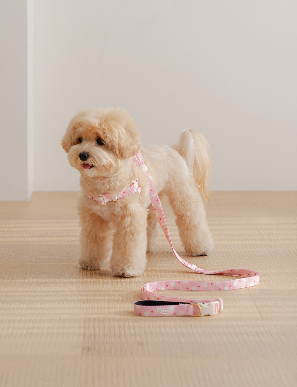 Star Pop Dot Hands-Free Leash (2 colors)