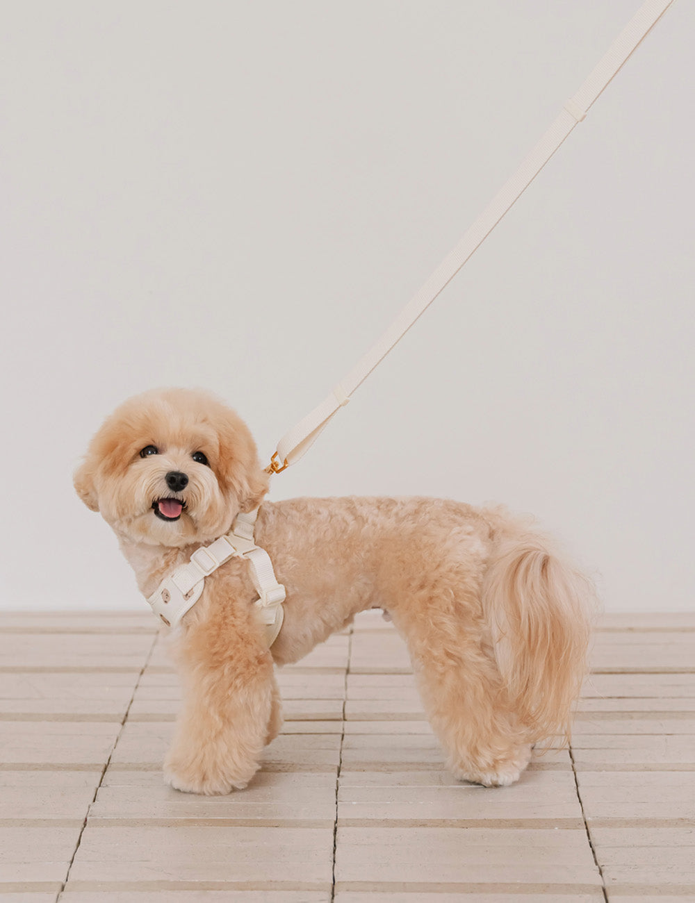 Bear Bebe Harness X-type (3 colors)